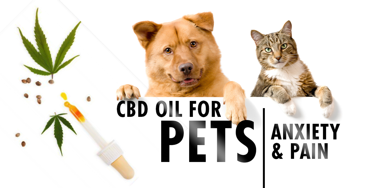 CBD Oil For Pets Anxiety And Pain Black Label Hemp