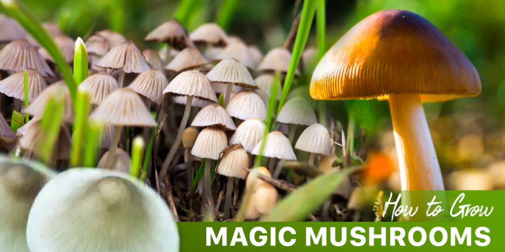 How to grow magic mushrooms?
