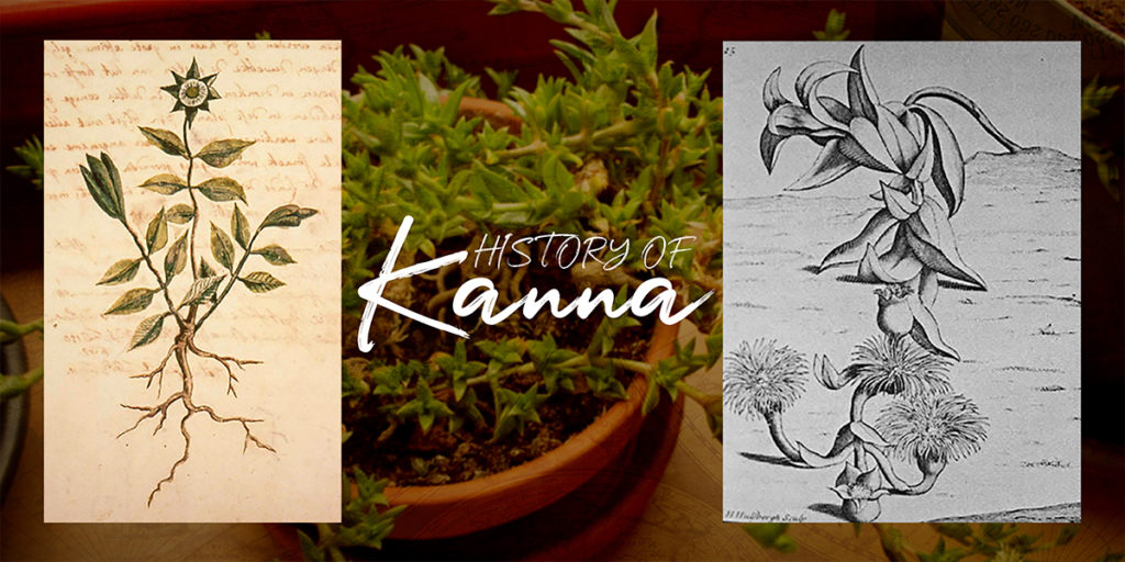 History Of Kanna