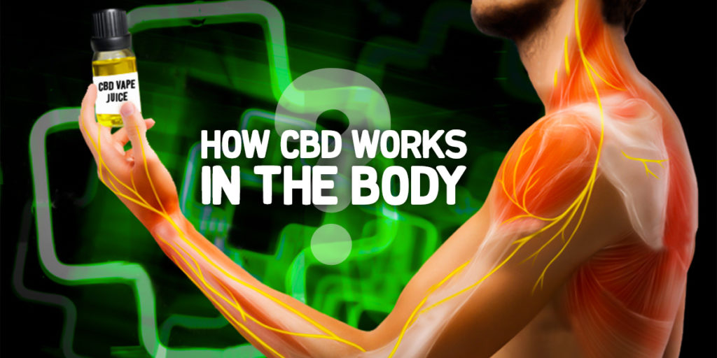 How CBD works in the body