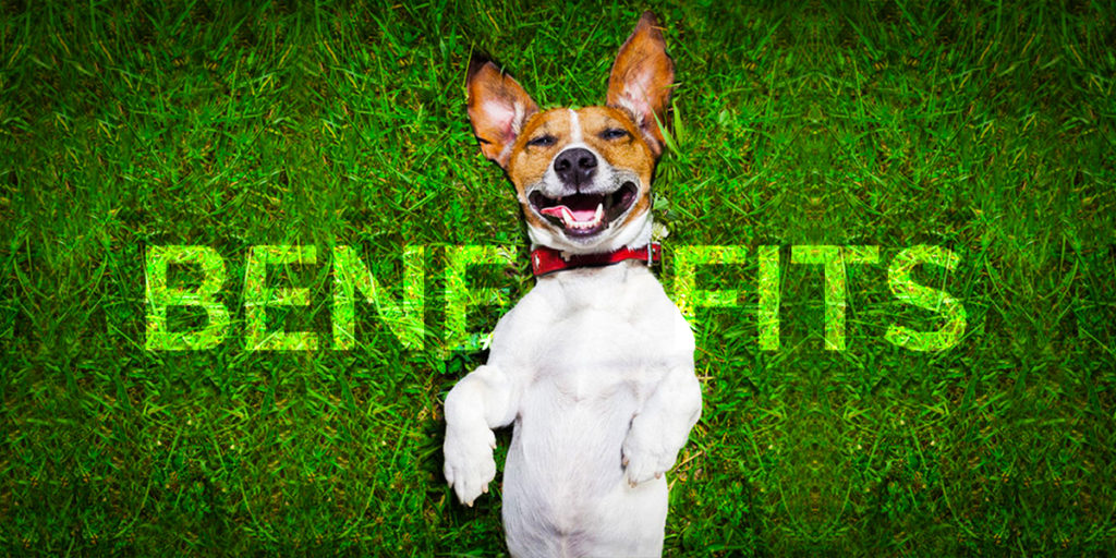 Benefits of CBD for dogs