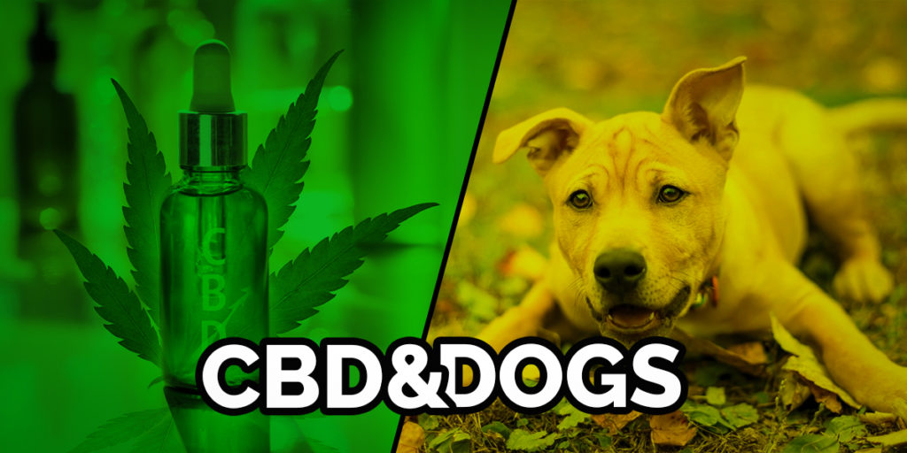 CBD AND DOGS