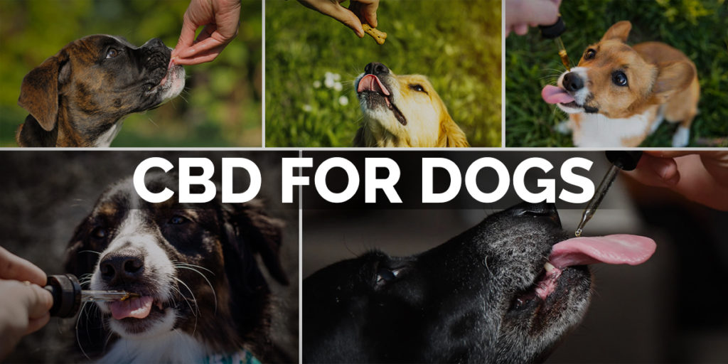 Best CBD for dogs