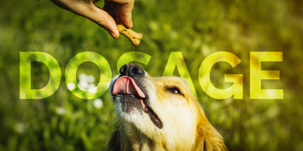 Dosage of cbd for dogs