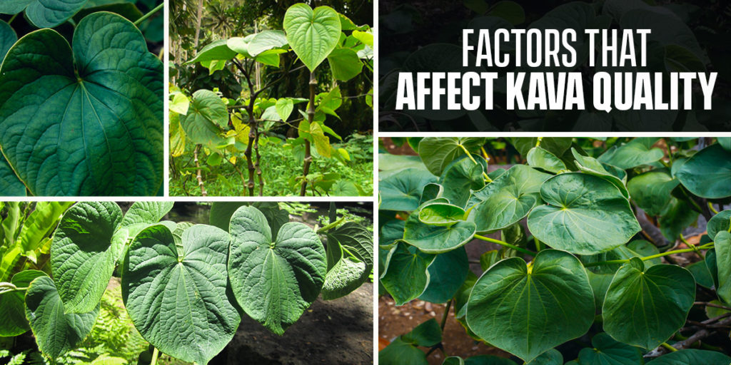 Factors that affect Kava quality