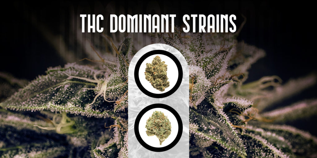 THC dominant Strains
